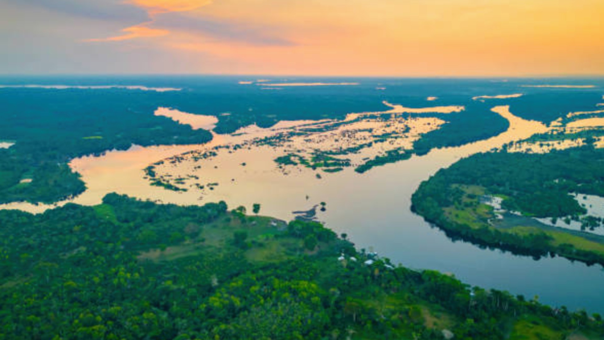 La Amazonía, en Peligro: la Mitad Podría Desaparecer en 2050 ...